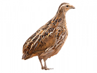 Codorniz